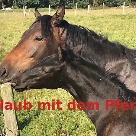 Lägenhet 4 Schlafzimmer Neustadt (Hessen)